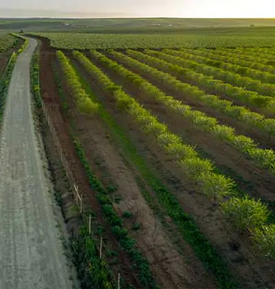 Almond Farmland Investment