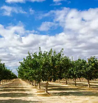 Pistachio Farmland Investment