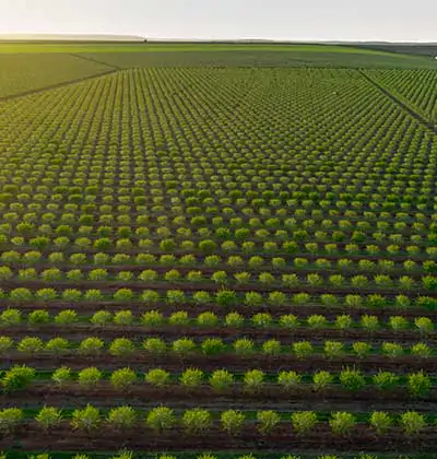Pros of Agricultural Land Investment in Turkey